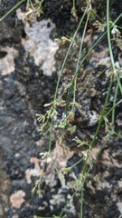 Asperula tenella