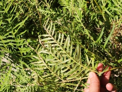 Pteris dentata