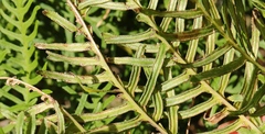 Pteris dentata