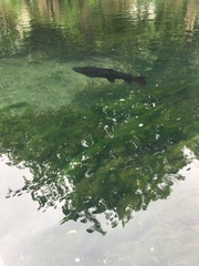 Salmo trutta