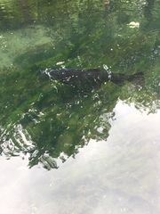 Salmo trutta