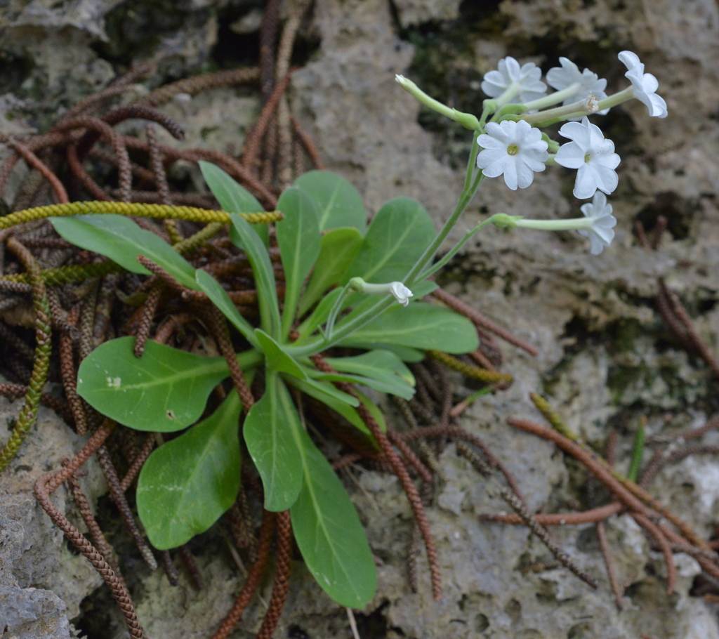 Flowering tobacco