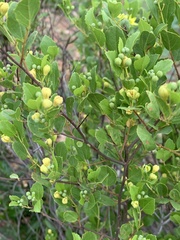 Grewia vernicosa