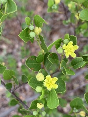 Grewia vernicosa