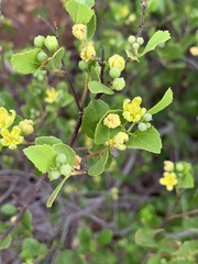 Grewia vernicosa