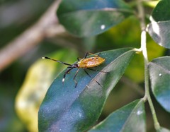 Amblypelta nitida