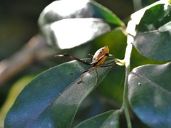 Amblypelta nitida