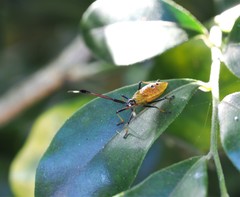 Amblypelta nitida