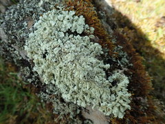 Flavoparmelia haysomii