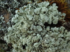 Flavoparmelia haysomii