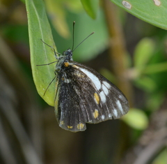 Belenois java peristhene