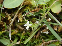 Galium perpusillum