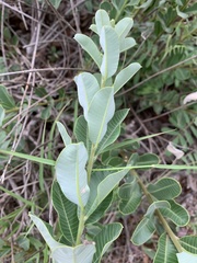Ozoroa