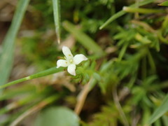 Galium perpusillum