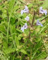 Salvia repens