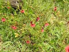 Hermannia erodioides