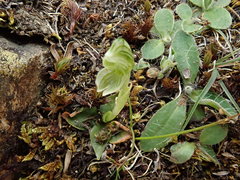 Pterostylis tanypoda