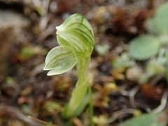 Pterostylis tanypoda