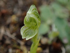 Pterostylis tanypoda