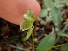 Pterostylis tanypoda