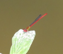 Ceriagrion chaoi