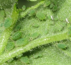 Aphis umbrella