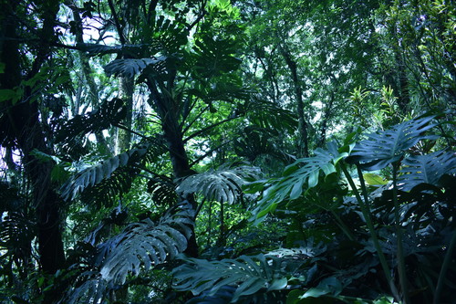 Monstera deliciosa
