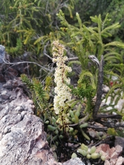 Holothrix schlechteriana