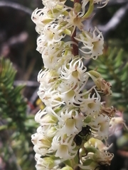 Holothrix schlechteriana