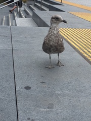 Larus dominicanus dominicanus