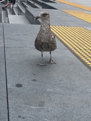 Larus dominicanus dominicanus