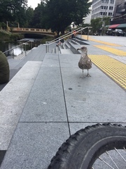 Larus dominicanus dominicanus