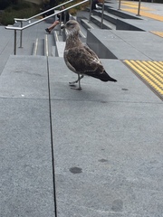 Larus dominicanus dominicanus