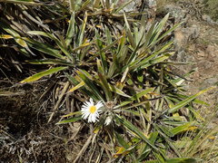 Celmisia spectabilis magnifica