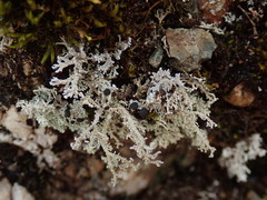 Stereocaulon colensoi