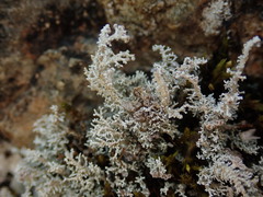 Stereocaulon colensoi