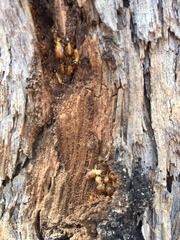 Nasutitermes walkeri