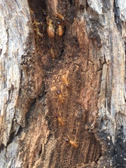 Nasutitermes walkeri