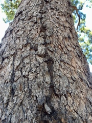 Nasutitermes walkeri