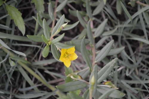 Porcupine root (Talinum afrum)