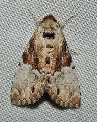 Alophosoma emmelopis