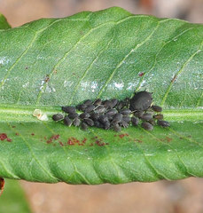 Aphis rumicis