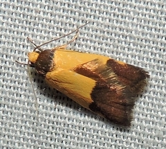 Heteroteucha kershawi