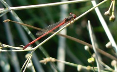 Ceriagrion georgifreyi