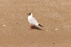 Chroicocephalus ridibundus