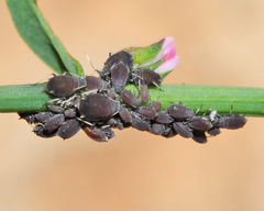 Aphis polygonata