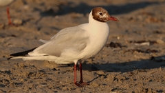 Chroicocephalus ridibundus