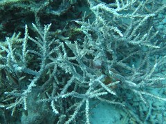 Acropora horrida