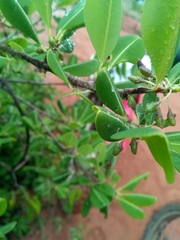 Erythroxylum platyclados