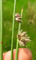 Schoenoplectus decipiens